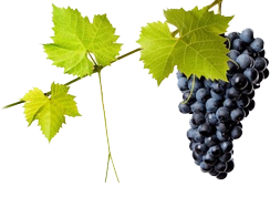 Cerezas
